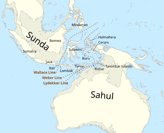 Bentuk Kepulauan Nusantara pada saat akhir Zaman Es. Terlihat bentuk daratan Dangkalan Sunda, Dangkalan Sahul, dan kepulauan lainnya. Terdapat juga garis Wallace, Weber, dan Lydekker yang menandai perbedaan keanekaragaman hayati Indonesia.